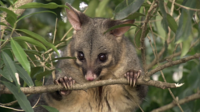 what do brushtail possums eat