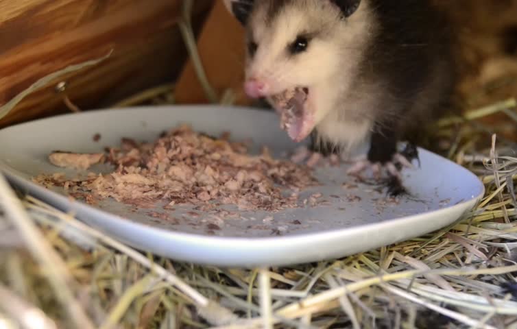 What Do Opossums Eat? Opossum Diet and Eating Habits