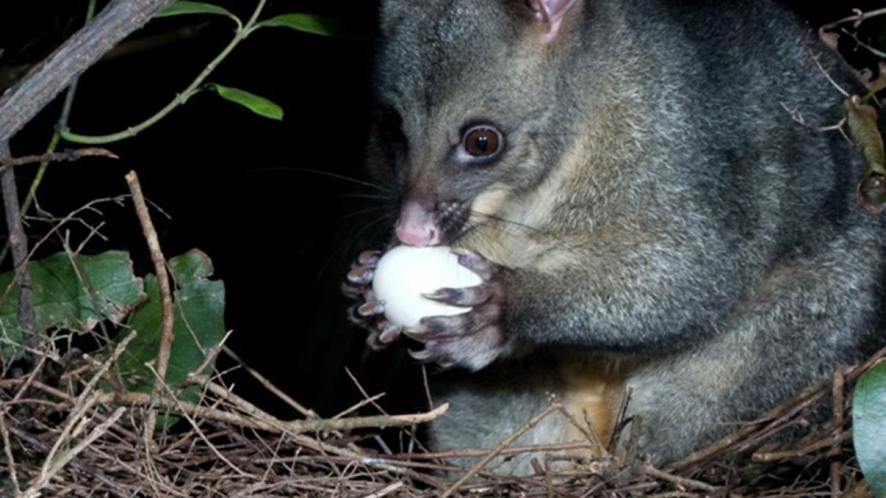 What Do Possums Eat Possum Diet And Eating Habits Possum Facts