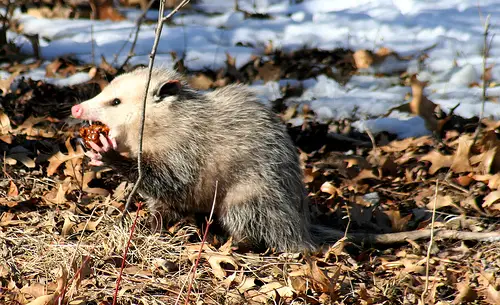 what do opossums eat 