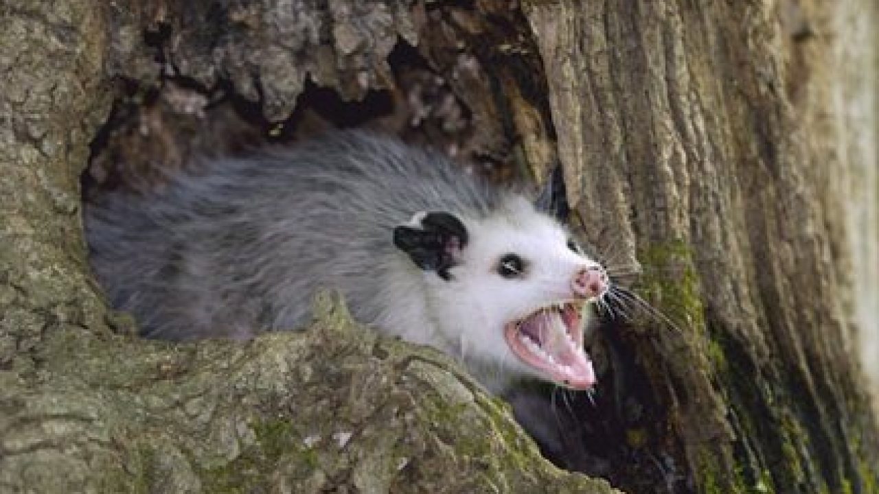 How Long Do Possums Live Possum Lifespan Possum Facts