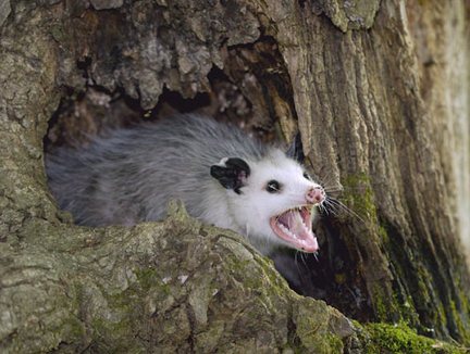 How Long Do Possums Live? – Possum Lifespan