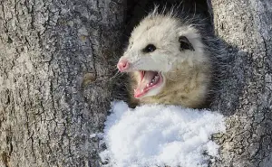 what eats possums
