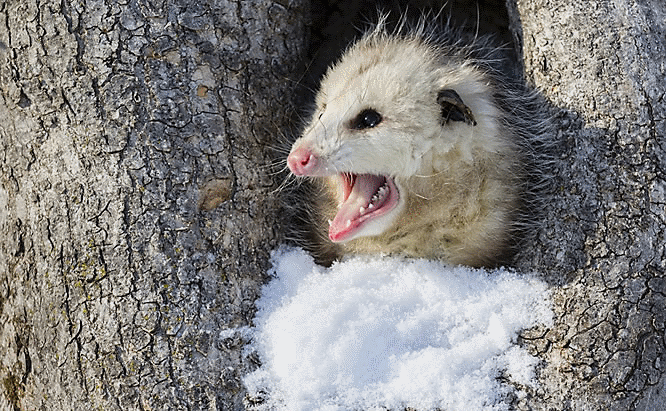 What Eats Possums? – Opossum Predators