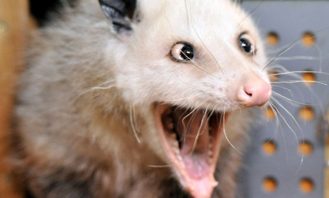 how many teeth does a possum have