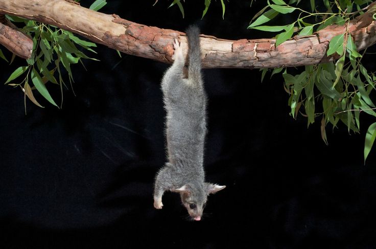 do possums hang by their tails