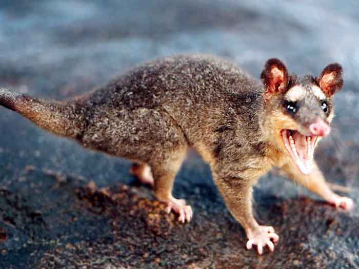 do possums live in groups