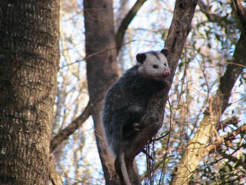 is a possum a rodent