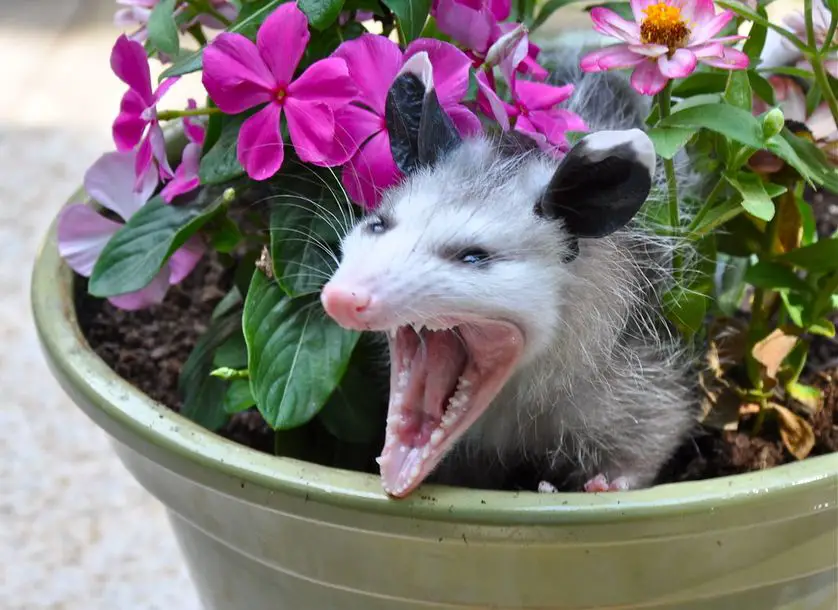 do opossums carry rabies