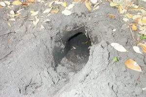 do possums dig holes