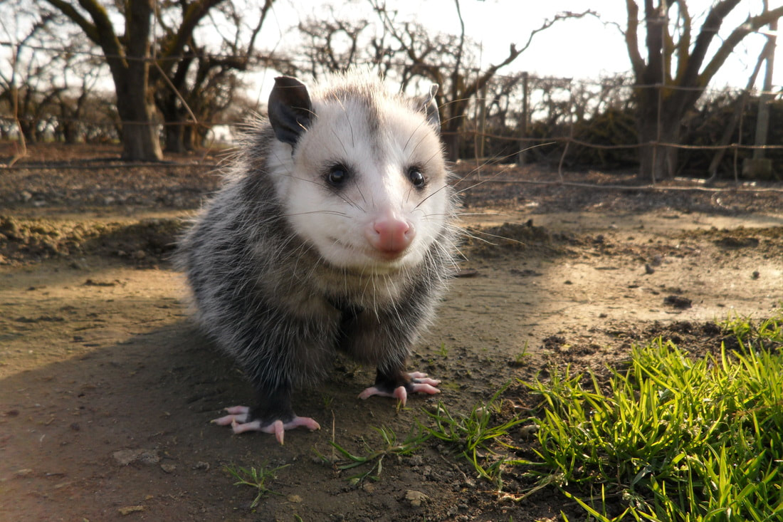 North America’s only Marsupial – Virginia Opossum